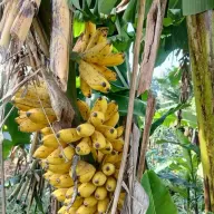 Bananes