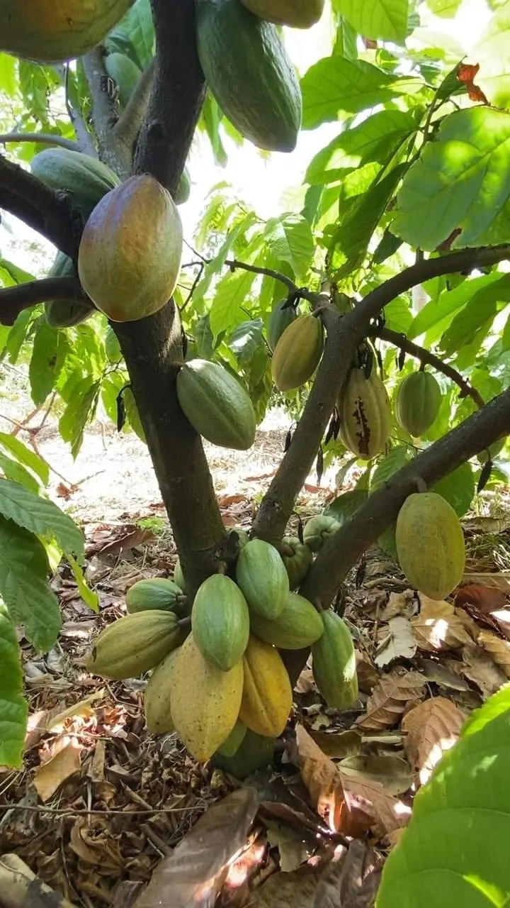 Cacao pods growing on a tree