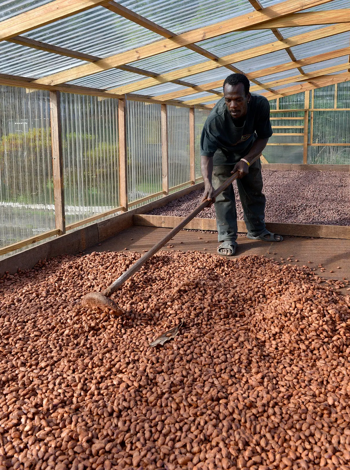 A worker turning cacao beans on a drying bed