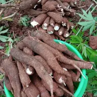 Manioc