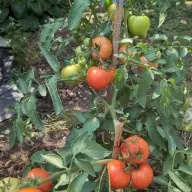 Tomates
