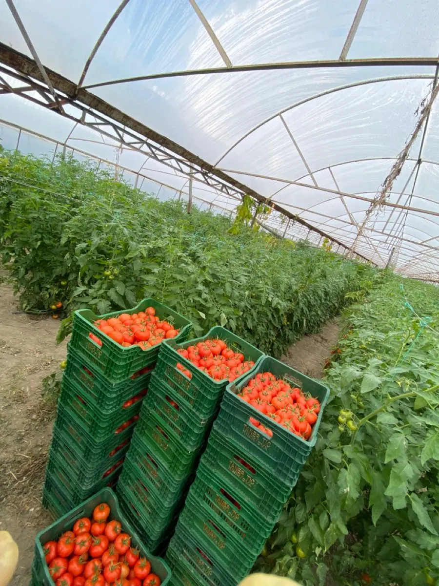Tomato plants and crates of harvested tomatoes inside a greenhouse
