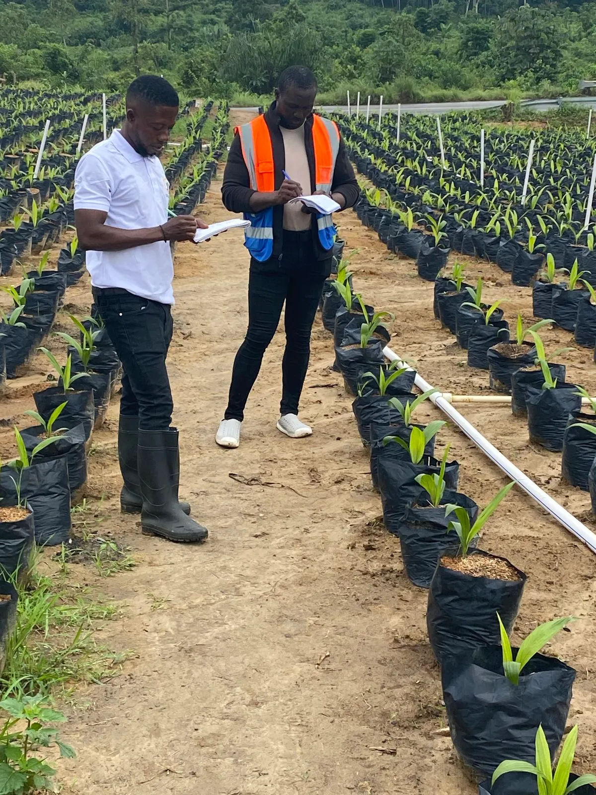 Deux personnes inspectant les jeunes plants dans la pépinière du projet